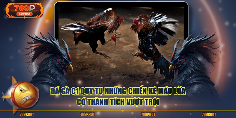 Đá gà C1 quy tụ những chiến kê máu lửa, có thành tích vượt trội