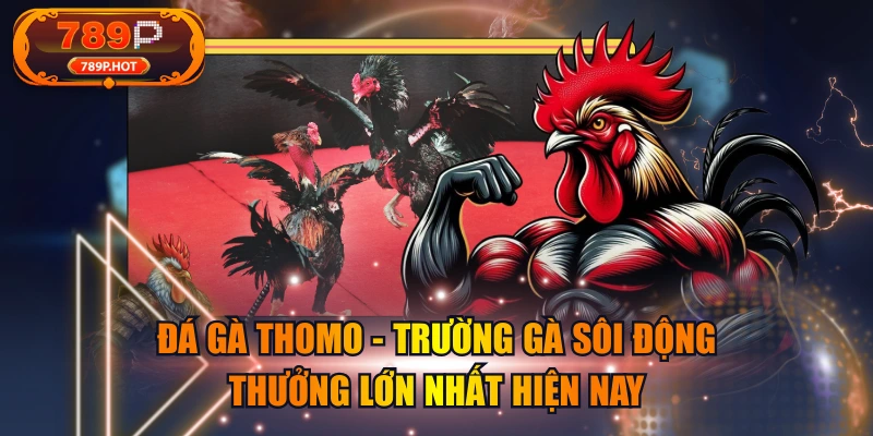 Đá Gà Thomo - Trường Gà Sôi Động, Thưởng Lớn Nhất Hiện Nay